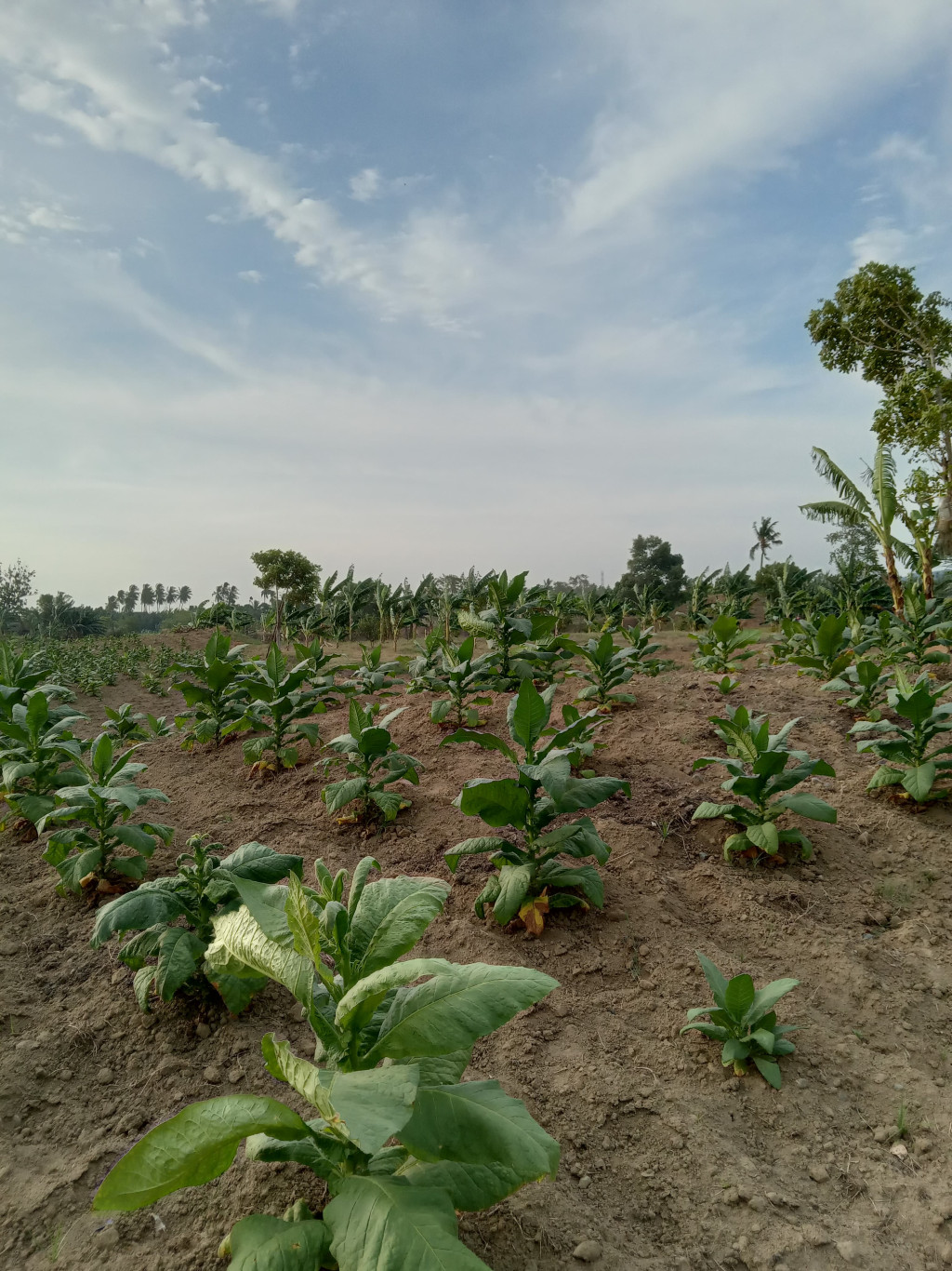 Kebun Tembakau milik Warga Desa Lamleupung